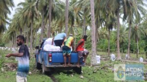 Youths from Sarakata parish, Santo with Captains and Crews of MV Southern Cross collecting and loading bags of coconuts at Beau Plantation ready for Port Vila.