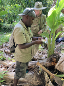 Gideon Suda (BSI) and Michael Gorton (DAFF Entomologiest) on plant pest survey near Lata, Temotu looking for signs of Banana skipper, one of Solomon Islands priority plant pests.